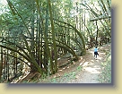 Hiking-Woodside-Oct2011 (9) * 3648 x 2736 * (5.64MB)